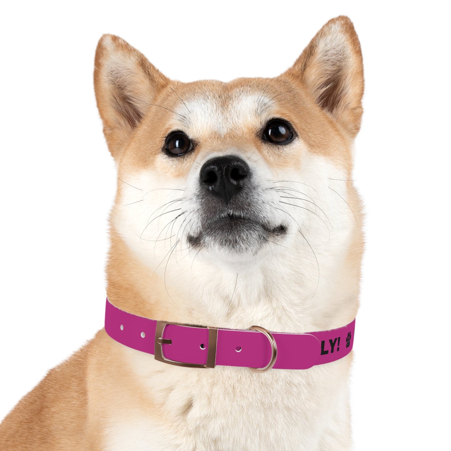 I’m friendly Dog Collar