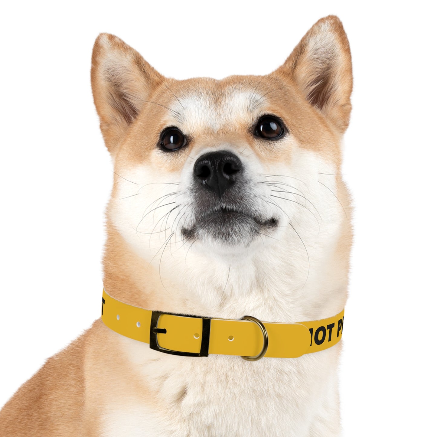 Yellow Do not pet Dog Collar