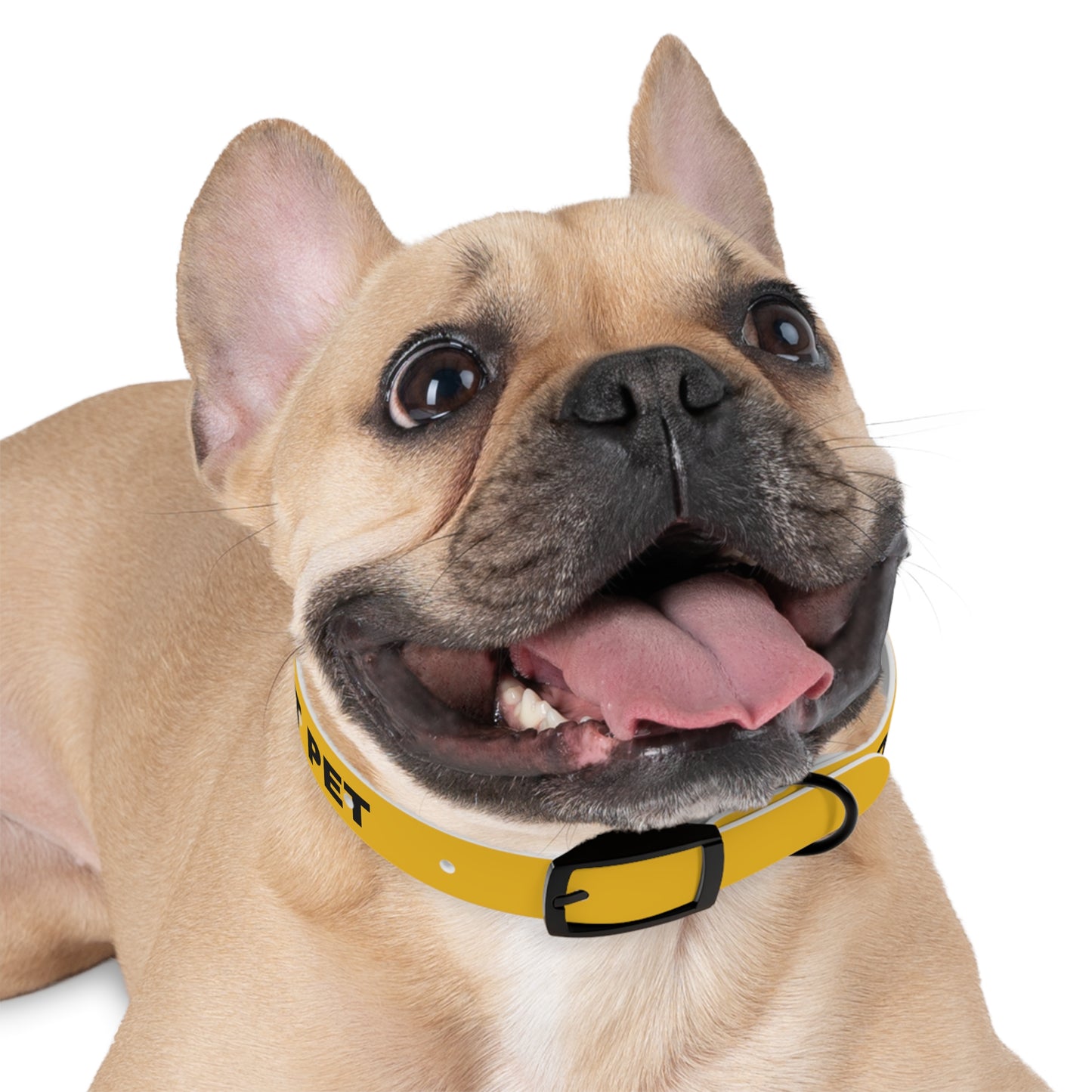 Yellow Do not pet Dog Collar