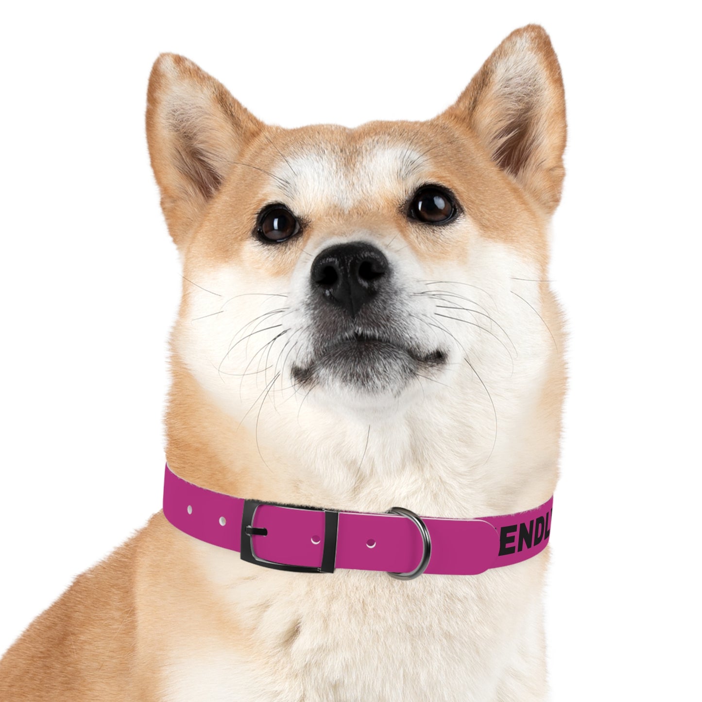 I’m friendly Dog Collar