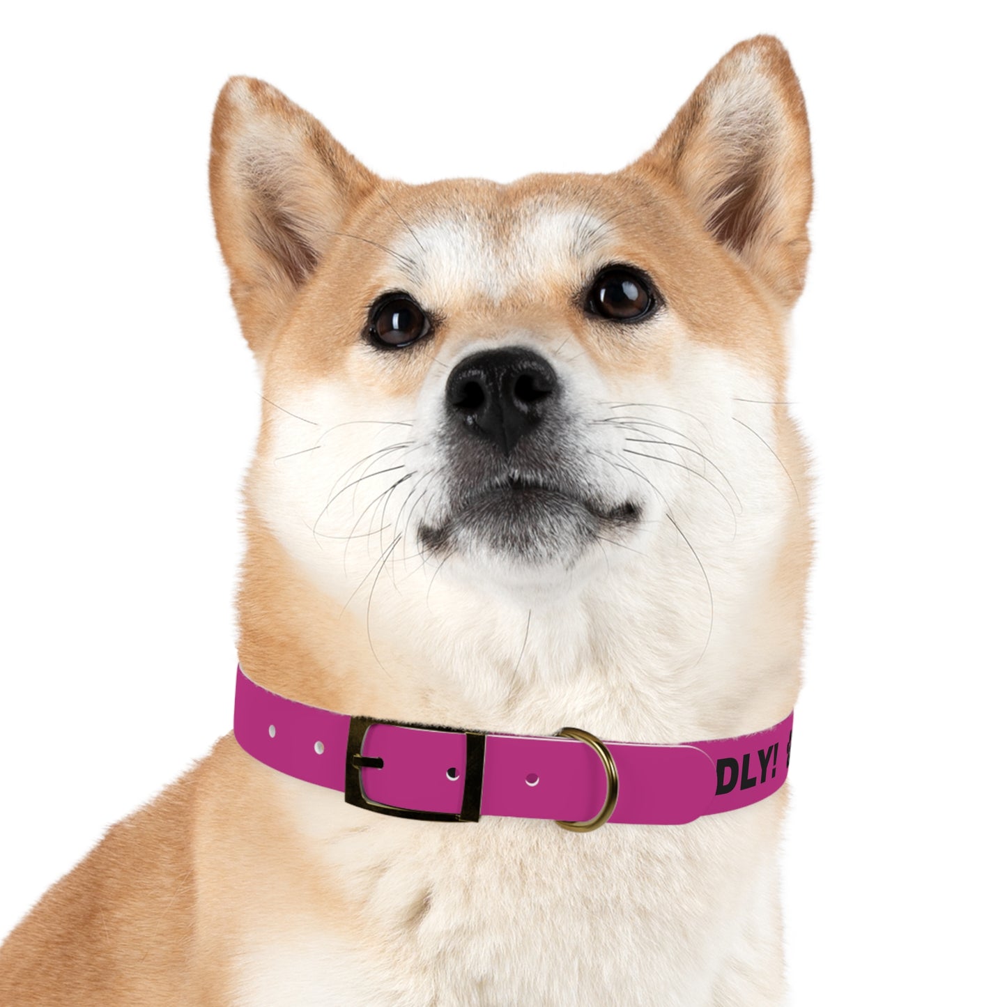 I’m friendly Dog Collar